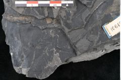 Foto (Detailansicht) von Dioonites permaeformis Schenk (NHMW-GEO-2024-0188-10643)